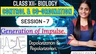 Class XII Biology  Control and Coordination  Depolarization and Repolarization of impulse [upl. by Ley]