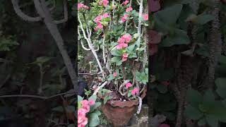 euphorbiamillicrownofthornschristplanttrendinggardenviralshortsfeedshortyoutubeyoutubeshort [upl. by Ainel545]