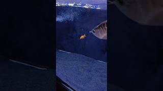 Red Tail Golden Arowana eating gold fish  new video [upl. by Atiuqcir863]