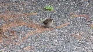 Juvenile Song Sparrow East Norriton [upl. by Breanne]