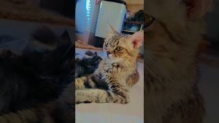 Ankun thaan youtubeshorts cat katten babycat shortsfeed trendingshorts trendingsong [upl. by Ahsienak]