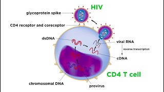 Human Immunodeficiency Virus HIV [upl. by Ahsiatal272]