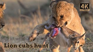 Lion cubs hunt Thomson Gazelle  Masai Mara Kenya [upl. by Elockin923]