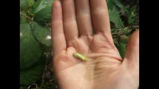 Spring foraging how to eat young blackberry leaves [upl. by Nedearb985]