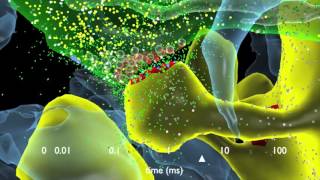 How Synapses Work [upl. by Nannerb129]