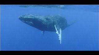 Agressive whale mating behaviour on film  Titans of the Pacific [upl. by Niamor155]