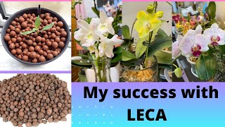 How to rebloom orchids using Leca [upl. by Burkle]