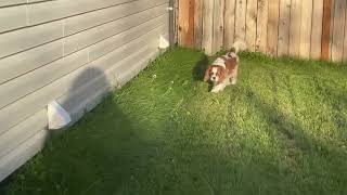 Cavalier king Charles spaniel barking [upl. by Aissat]