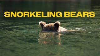 20 Minutes of Alaska Brown Bears Snorkeling for Salmon [upl. by Edd]