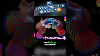 p5 splendidus reef documentary new marine fish nature youtube youtubeshorts yt tiktok [upl. by Hael233]