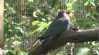 Oriental Dollarbird Eurystomus orientalis [upl. by Otrebliw32]