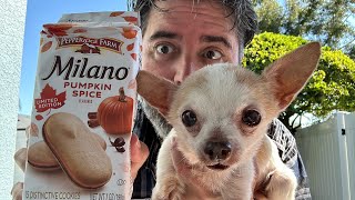 Tastin’ Like A Boss Pumpkin Spice Milano Cookies by Pepperidge Farm Featuring Rollo [upl. by Serrano]