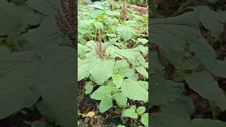 This veggies bed is collected from wild seedlings rurallife gardening nature [upl. by Danelle]