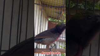 Konin damer lebih menyala🔥konin koningacor kolibrininja kolibri birds birdsounds [upl. by Nyltak]