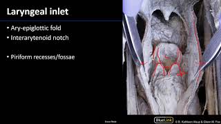 Larynx Pharynx and CST  Laryngeal Cavity [upl. by Cone]