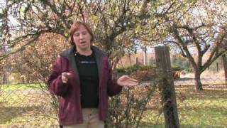 Gardening for Trees amp Plants  About Plum Pruning Time [upl. by Idnew]