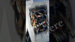 crabbing fishing seafood crabbers nature  Like  share  comment and subscribe 10424 [upl. by Zeidman]