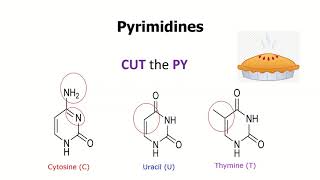 Simple Trick To Remember Structures of DNA and RNA Nucleobases  Base Pairings [upl. by Kurtz]