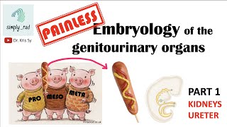 Painless Embryology of GU 13  kidneys and ureter [upl. by Leirud625]