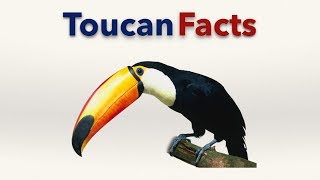 Toucan Facts [upl. by Casteel]