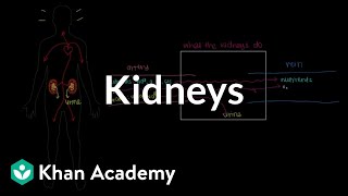 Meet the kidneys  Renal system physiology  NCLEXRN  Khan Academy [upl. by Ztnaj592]