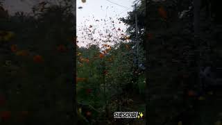 ✨ granny garden 💞💞flowers home subscribe morevideos garden granny like supportme [upl. by Teplica]