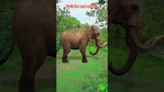 Jungle Safari 😂 comedy funny funnyvideo youtubeshorts round2bell shorts amitffytcomedy [upl. by Lindly]