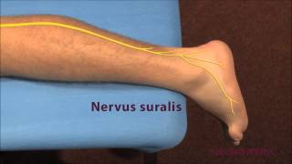 Sensible Neurographie  Suralis [upl. by Lesli]