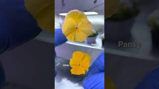 Difference between Pansies amp Violas flowers flower plantfacts [upl. by Beth]