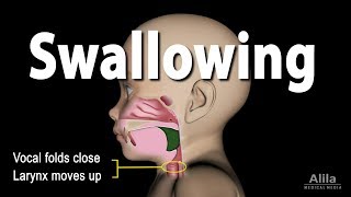 Mechanism of Swallowing Animation in Child model [upl. by Iasi457]