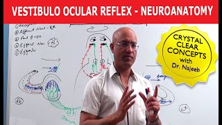 Vestibulo Ocular Reflex  Neuroanatomy [upl. by Atnahsal]