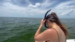 Scalloping in Pasco County FL [upl. by Brooks]