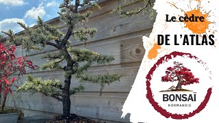 BONSAÏ 🌳 CÈDRE DE L’ATLAS  Nouvel épisode [upl. by Benoite]