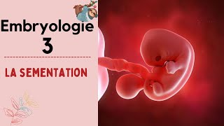 Embryologie  La Segmentation   2020  شرح بالدارجة [upl. by Wonacott]