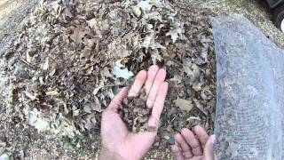 How to Make Leaf Mold Homemade Peat Moss [upl. by Ainegue]