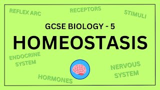 AQA GCSE Biology in 10 Minutes  Topic 5  Homeostasis and Response [upl. by Micky557]