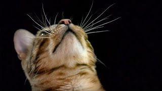 How Do Cats Use Their Whiskers SlowMotion  Cats Uncovered  BBC Earth [upl. by Kironde285]