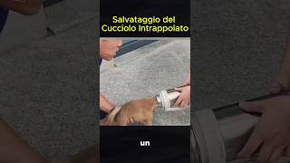 Salvataggio del Cucciolo Intrappolato [upl. by Naeloj]