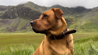 Roscoes First Wild Camp Camping In One Of The Lake Districts Most Remote Valley’s [upl. by Aicyle]