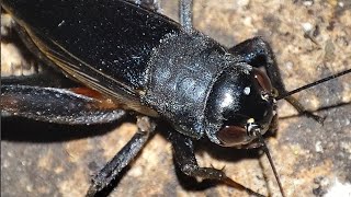 Sonido de GrilloSonido de Grillos en Noche Silenciosa🦗🌎 [upl. by Noak]