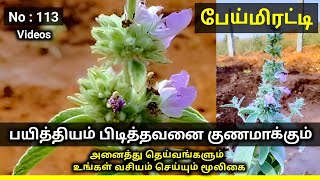 பேய்மிரட்டிபேய்விரட்டிPaiiviratiAnisomeles malabaricaMooligai manithan [upl. by Cordi]