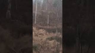 Mathews vxr 70 pounds shoots thru deer like lazer [upl. by Nedda]