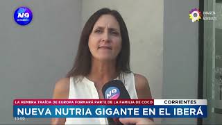 NUEVA NUTRIA GIGANTE EN EL IBERÁ  NOTICIERO 9 [upl. by Otreblide]