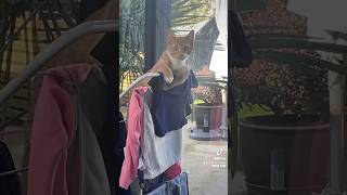 They have claimed the airer 😆 funnycats naughtycats petsvlog [upl. by Howund]