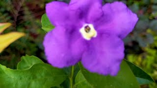 brunfelsia latifoliaYesterday today tomorrowSunday Monday [upl. by Rydder]