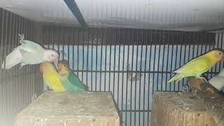 Mashallah kaloni parrot 🦜 labanopastleno karemnodakeno birds birdeggs lovebirds viralvideo [upl. by Oivaf]