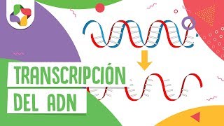 Transcripción del ADN  Educatina [upl. by Faubion]