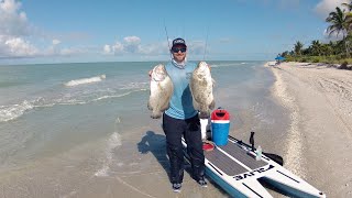 Catching Tripletail on my Paddleboard off Sanibel Island Florida [upl. by Spooner594]