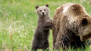 Grizzly Bear Mum with very Healthy Newborn Cub First Appears [upl. by Idieh]