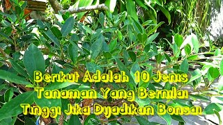 10 JENIS TANAMAN YANG BERNILAI TINGGI JIKA DIJADIKAN BONSAI [upl. by Jempty424]